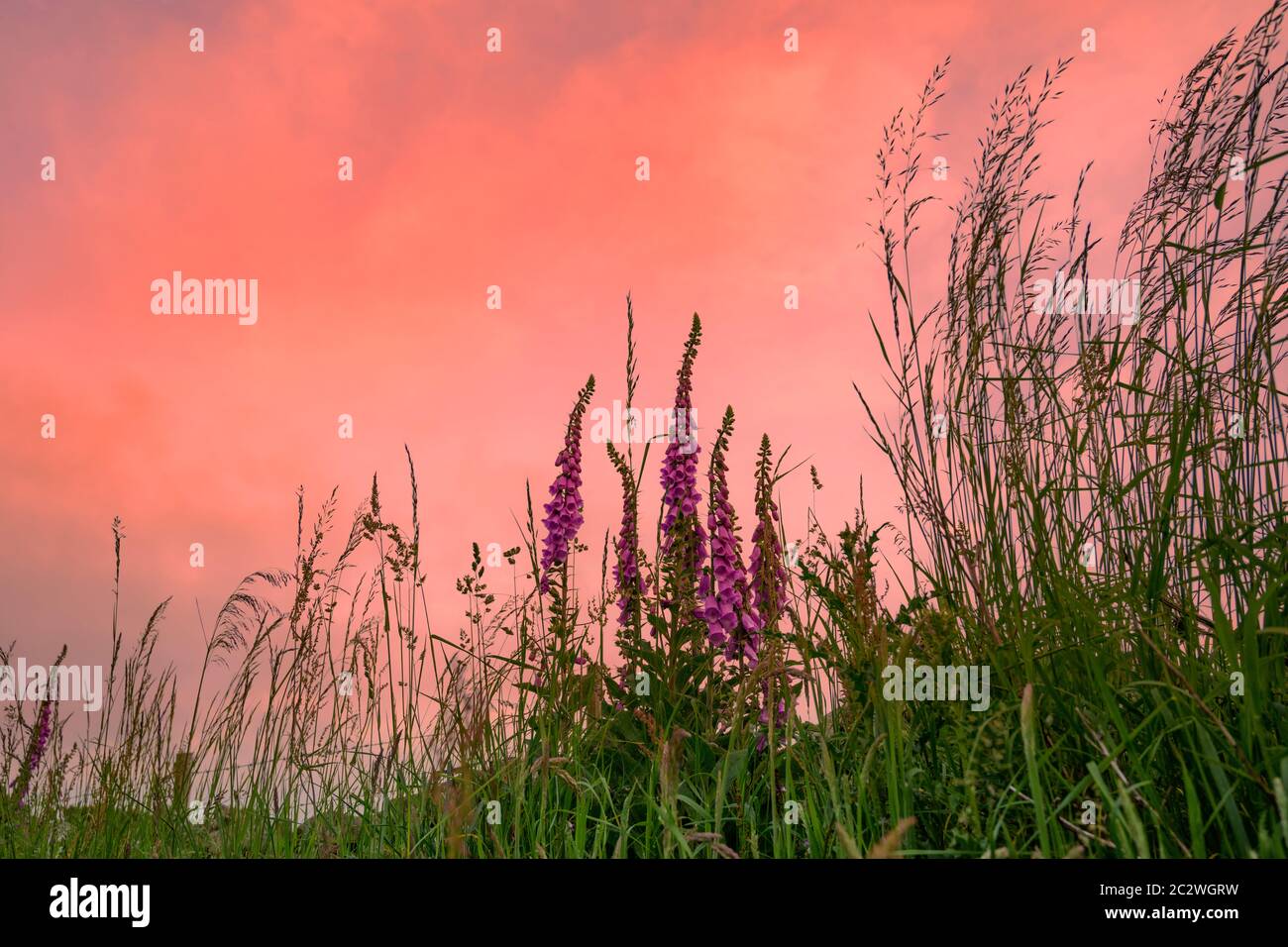 Plant of grass verge hi-res stock photography and images - Alamy