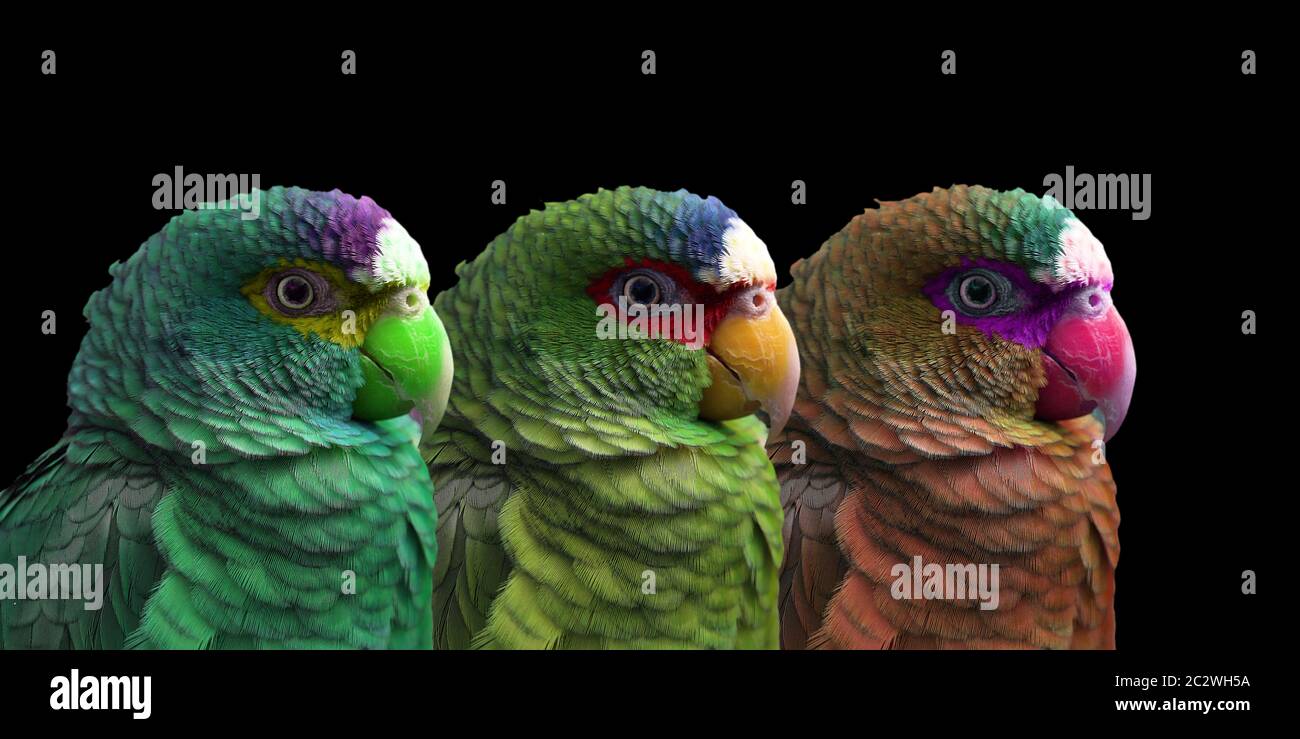 Variations on the white-fronted Amazona albifrons Stock Photo
