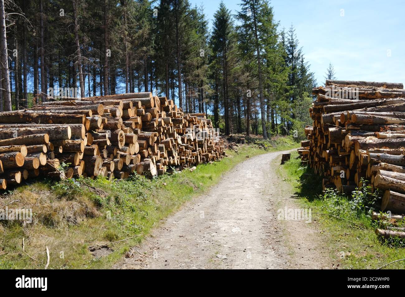stacked logs in a forestry plantation Stock Photo