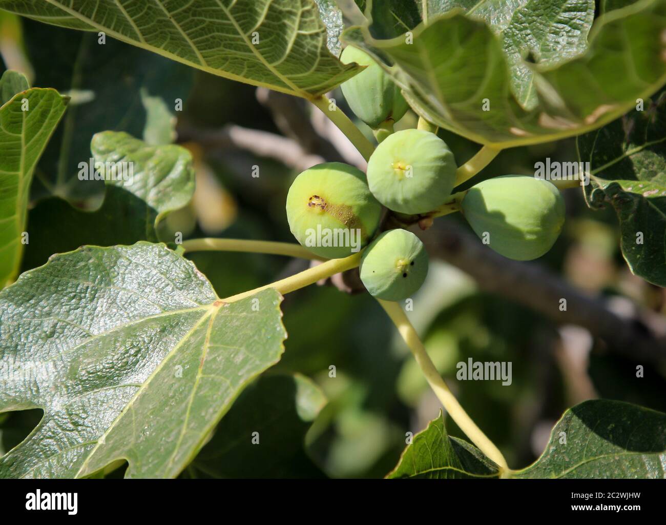 Figs on a fig tree ripen in the sun Stock Photo