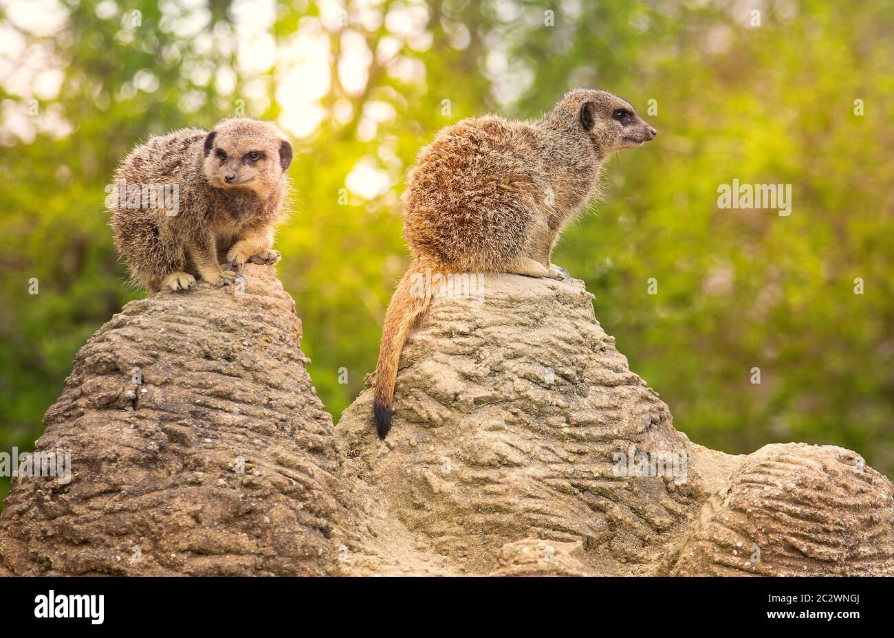 Two Cute Meerkats On The Lookout In The Zoo Stock Photo Alamy