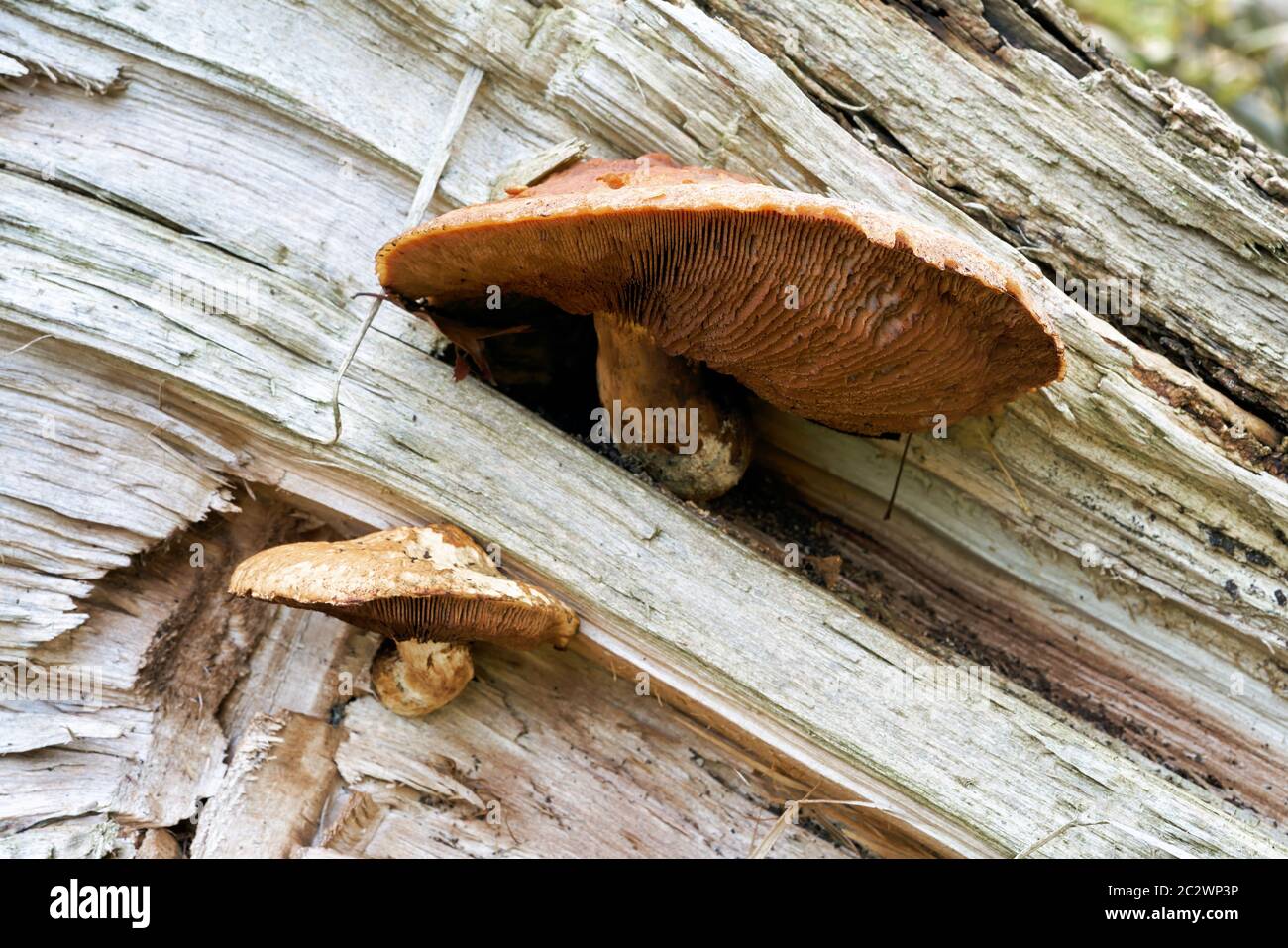 Hemipholiota populnea at the deadwood of a dead poplar Stock Photo