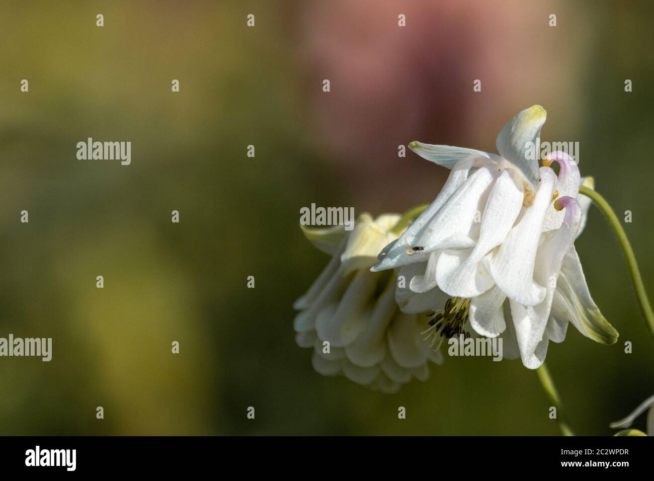 Flower of a common columbine in a german garden Stock Photo