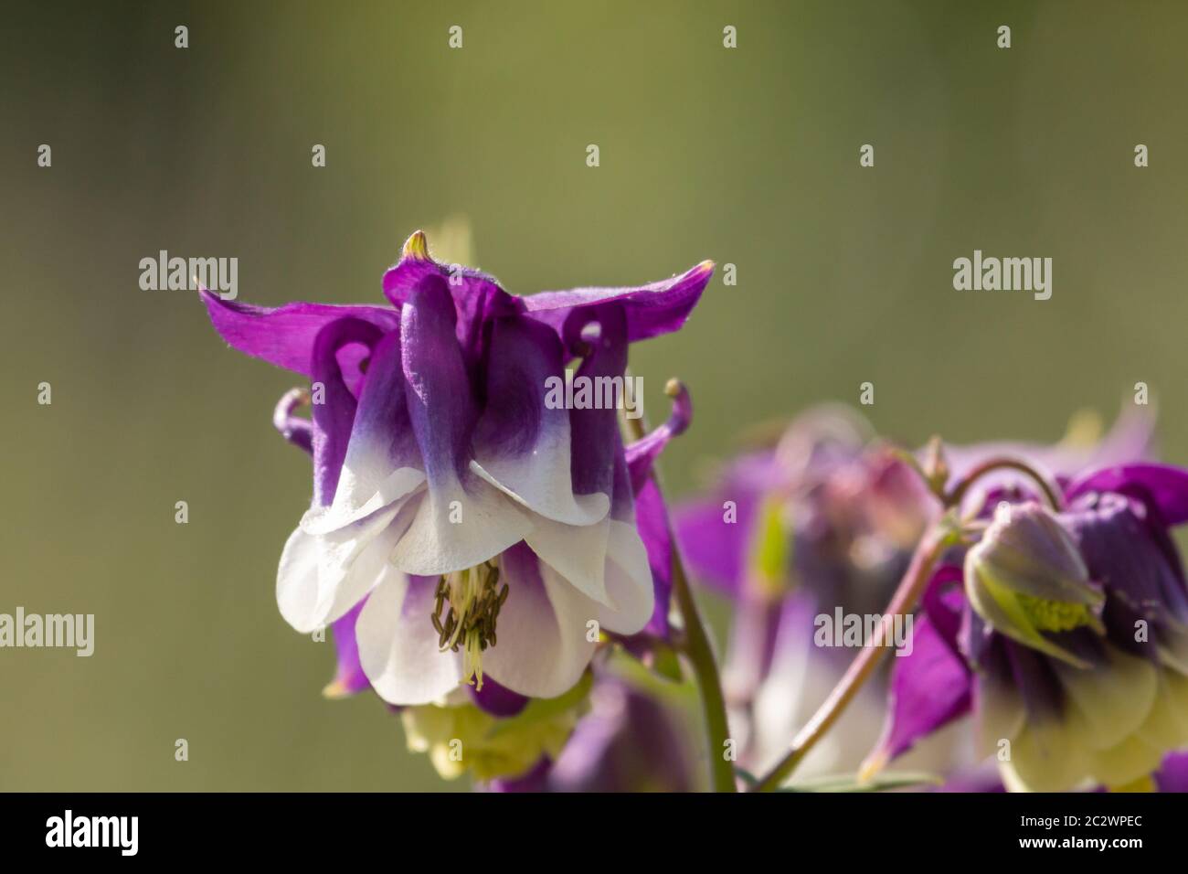 Flower of a common columbine in a german garden Stock Photo