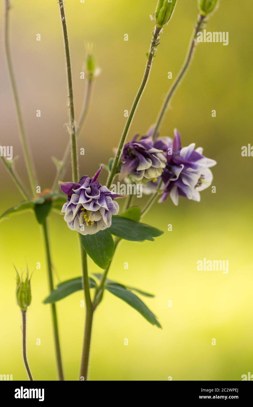 Flower of a common columbine in a german garden Stock Photo