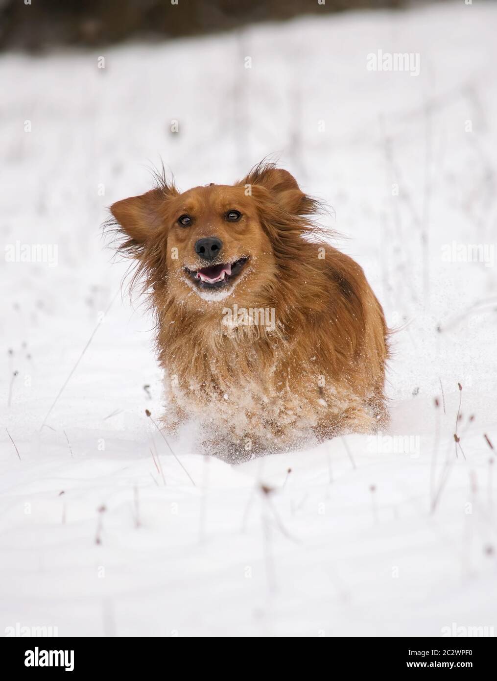 Cute Dachshund dog running in the white snow Stock Photo - Alamy