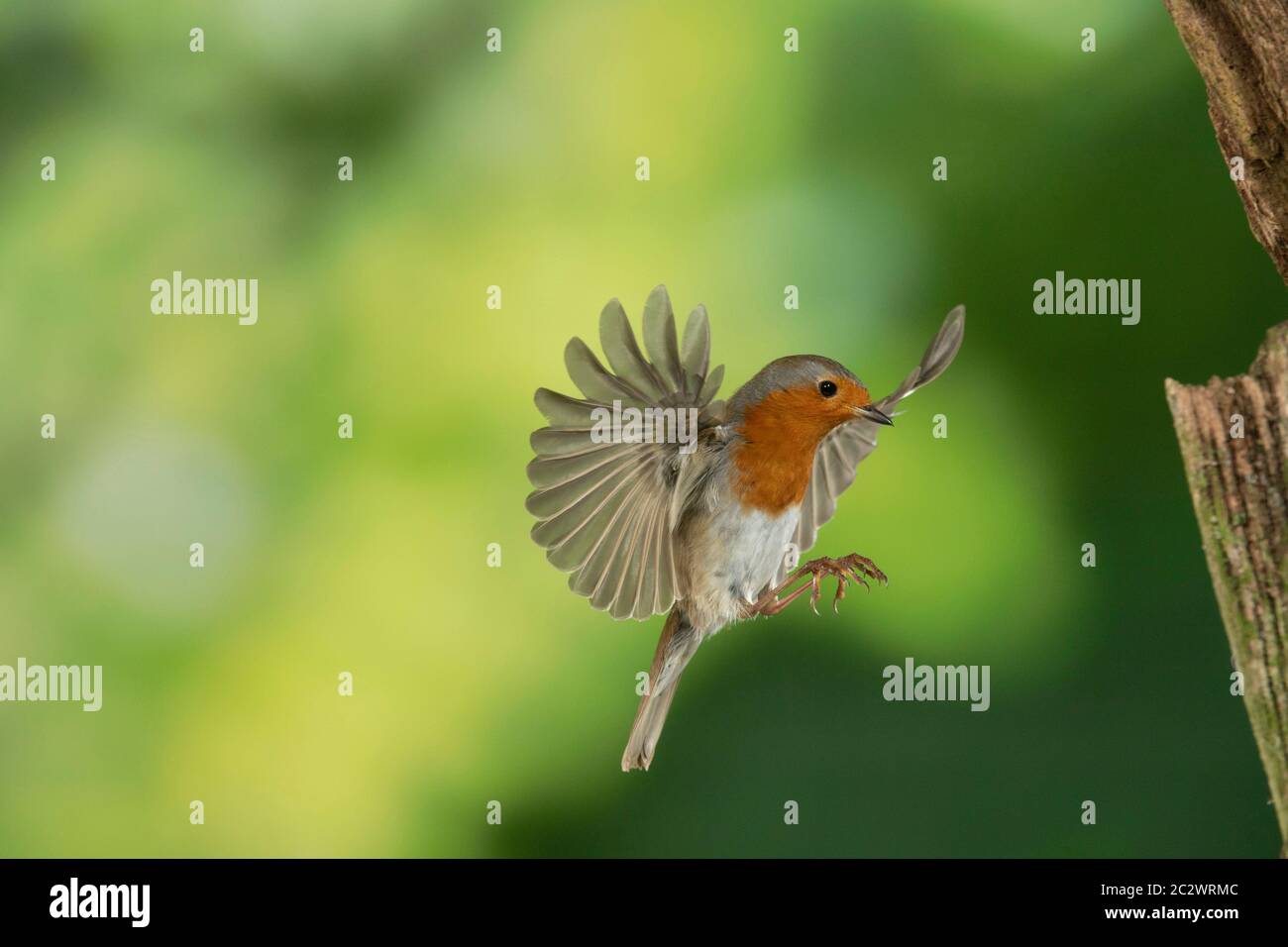 BIRD ( European ) Robin in flight Stock Photo Alamy