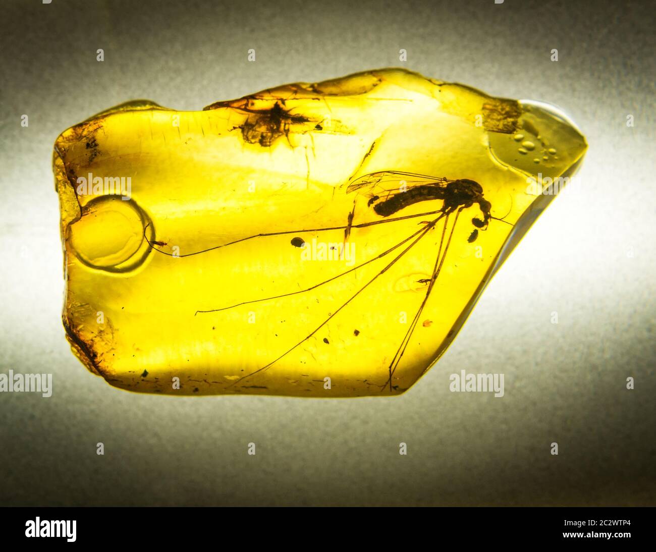 Prehistoric Life Revealed The Honey Amber Enigma - 7z0a3yy
