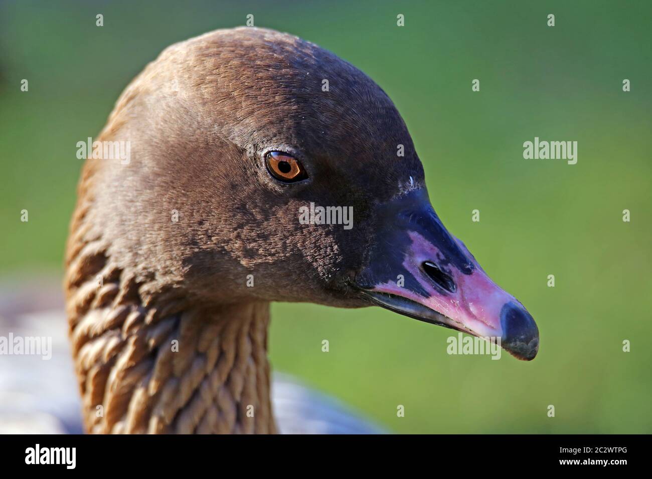 Head study of a short-billed goose Anser brachyrhynchus Stock Photo