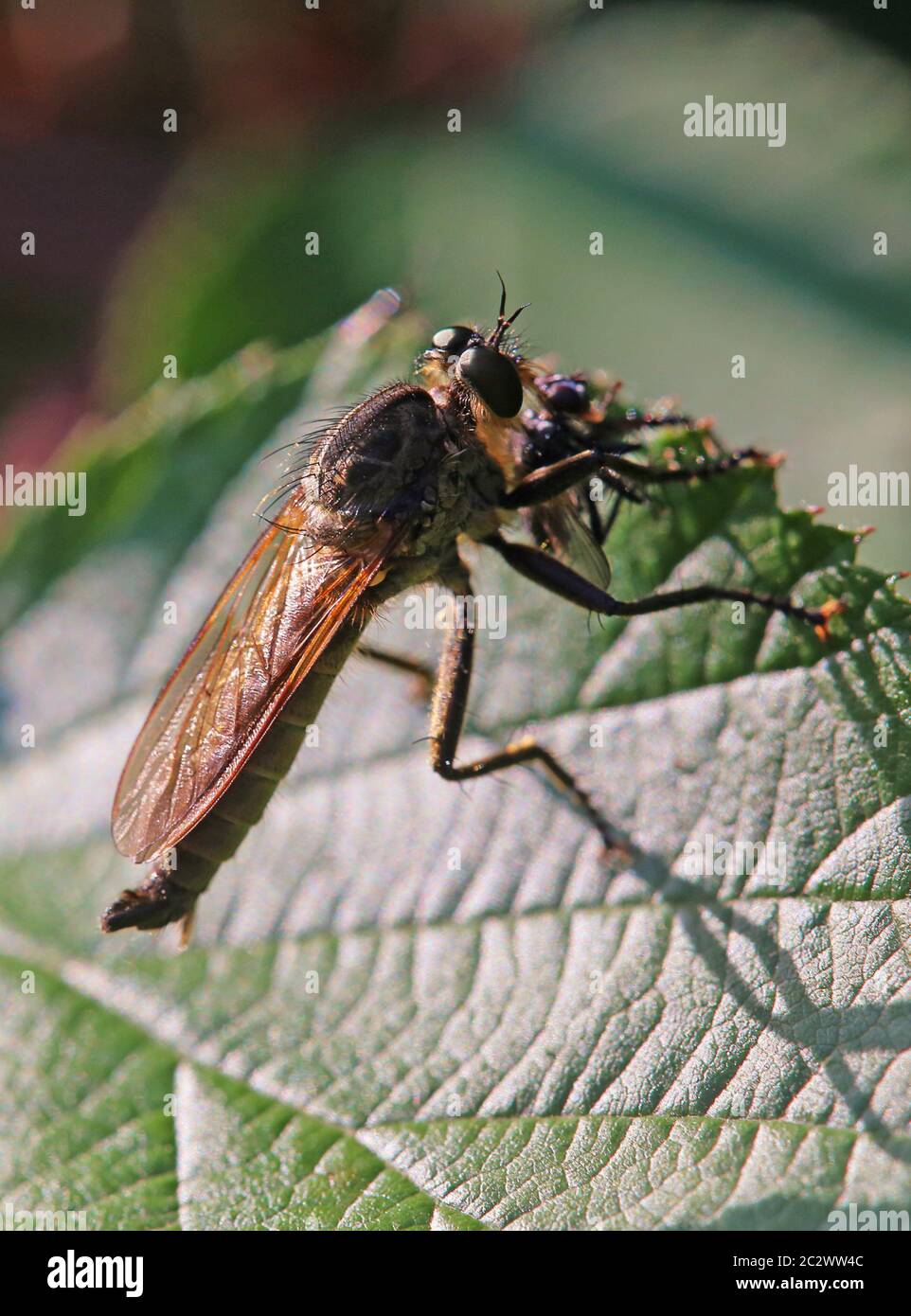 Barbarossa fly Eutolmus rufibarbis eaten fly Stock Photo