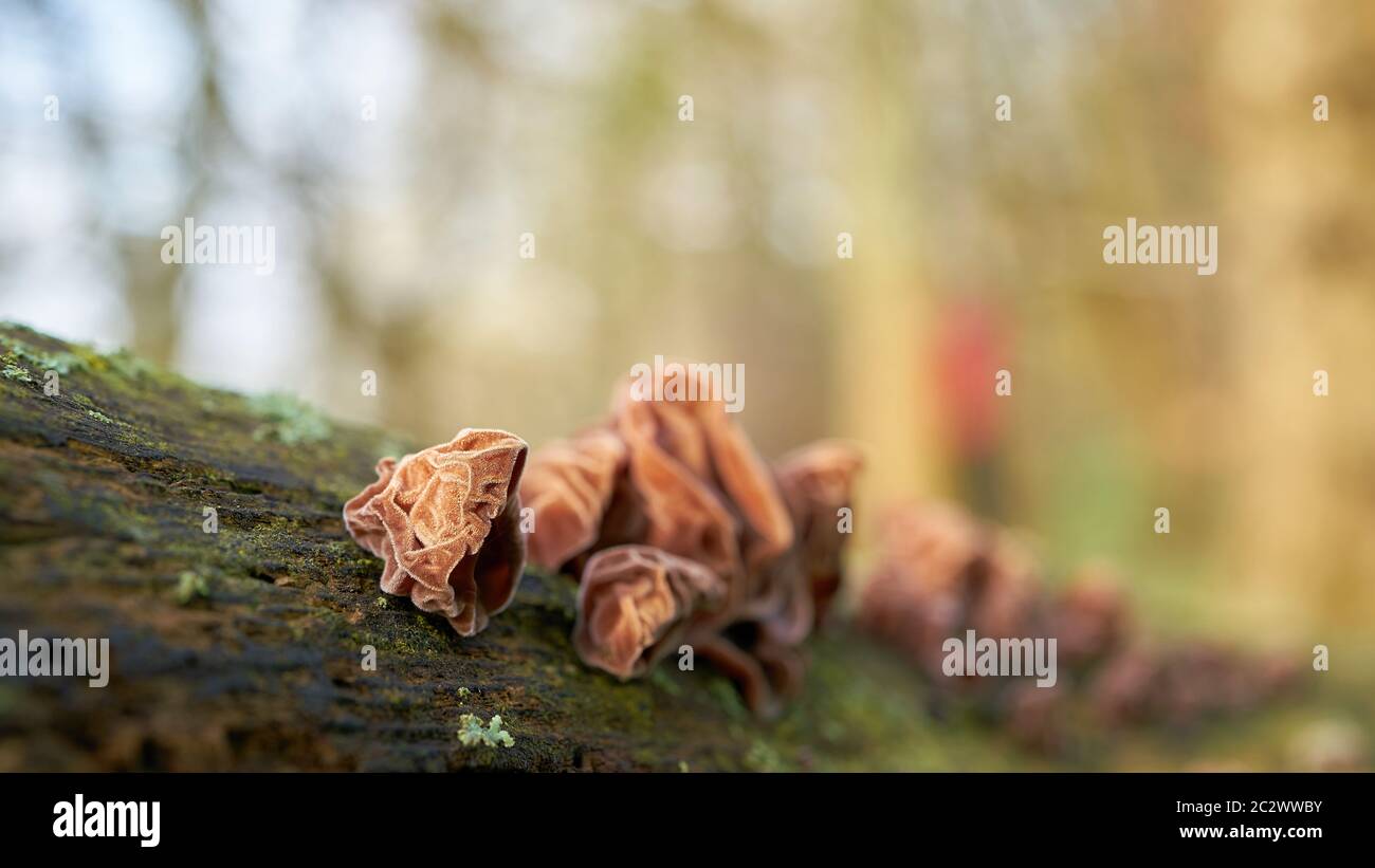 Judas ear (Auricularia auricula-judae) on a dead tree trunk in the forest Stock Photo