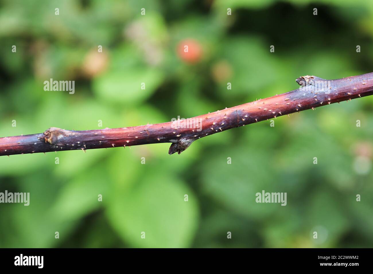 Closeup of a raspberry inflected with cane blight. Stock Photo