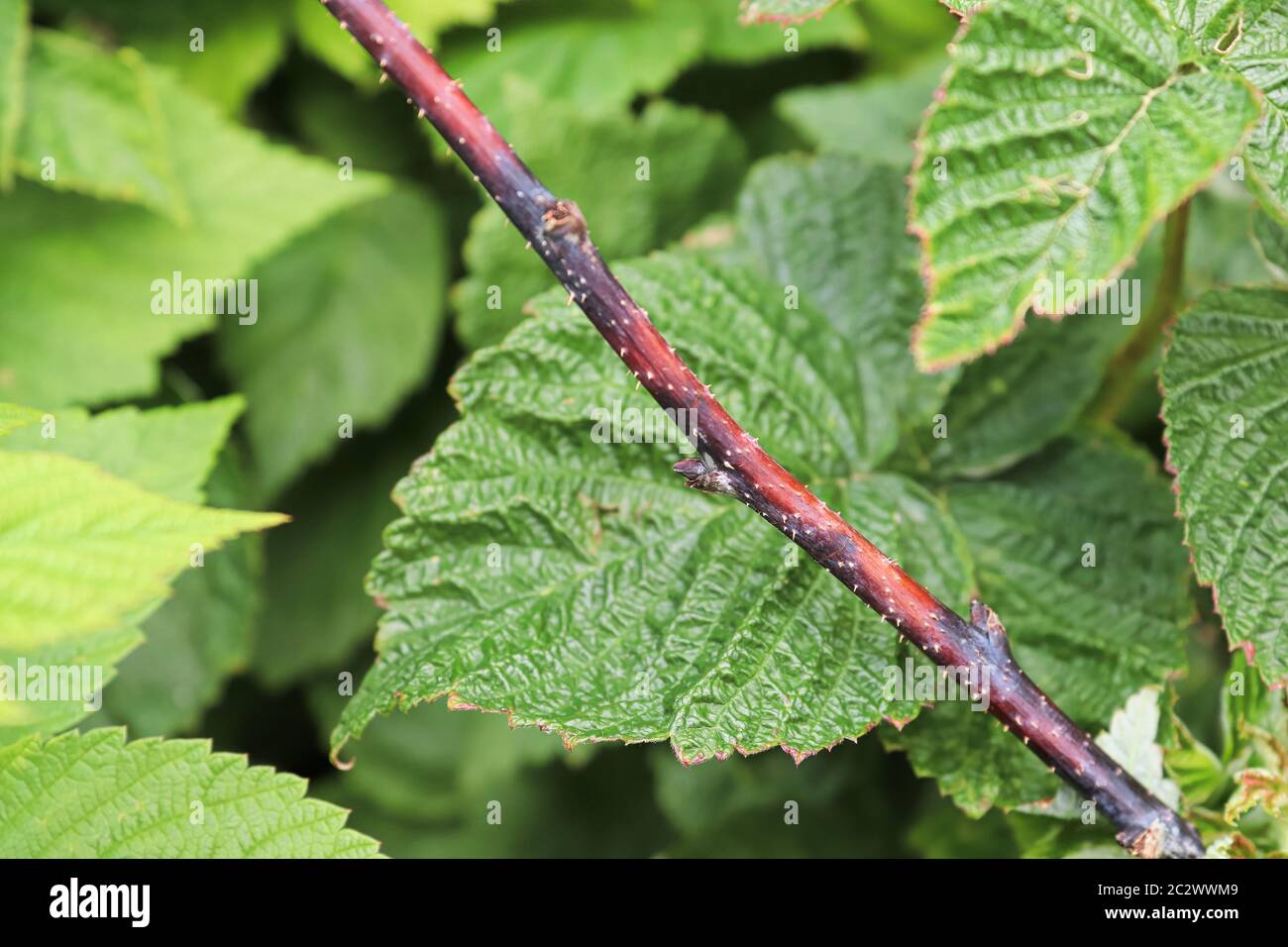 Closeup of a raspberry inflected with cane blight. Stock Photo