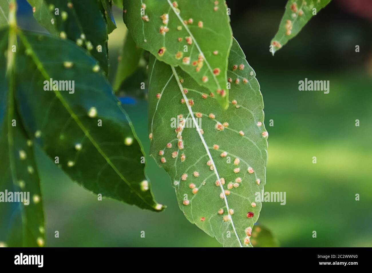 Gall blisters on the underside of ash tree leaves. Stock Photo