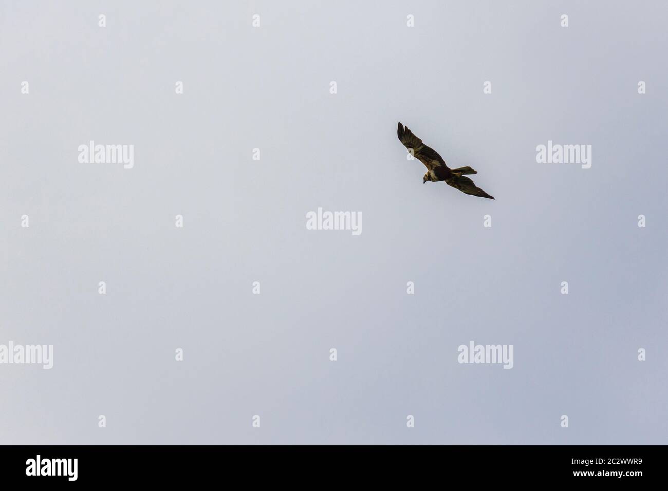 Saker Falcon, falco cherrug, Adult in Flight against Blue Sky Stock Photo