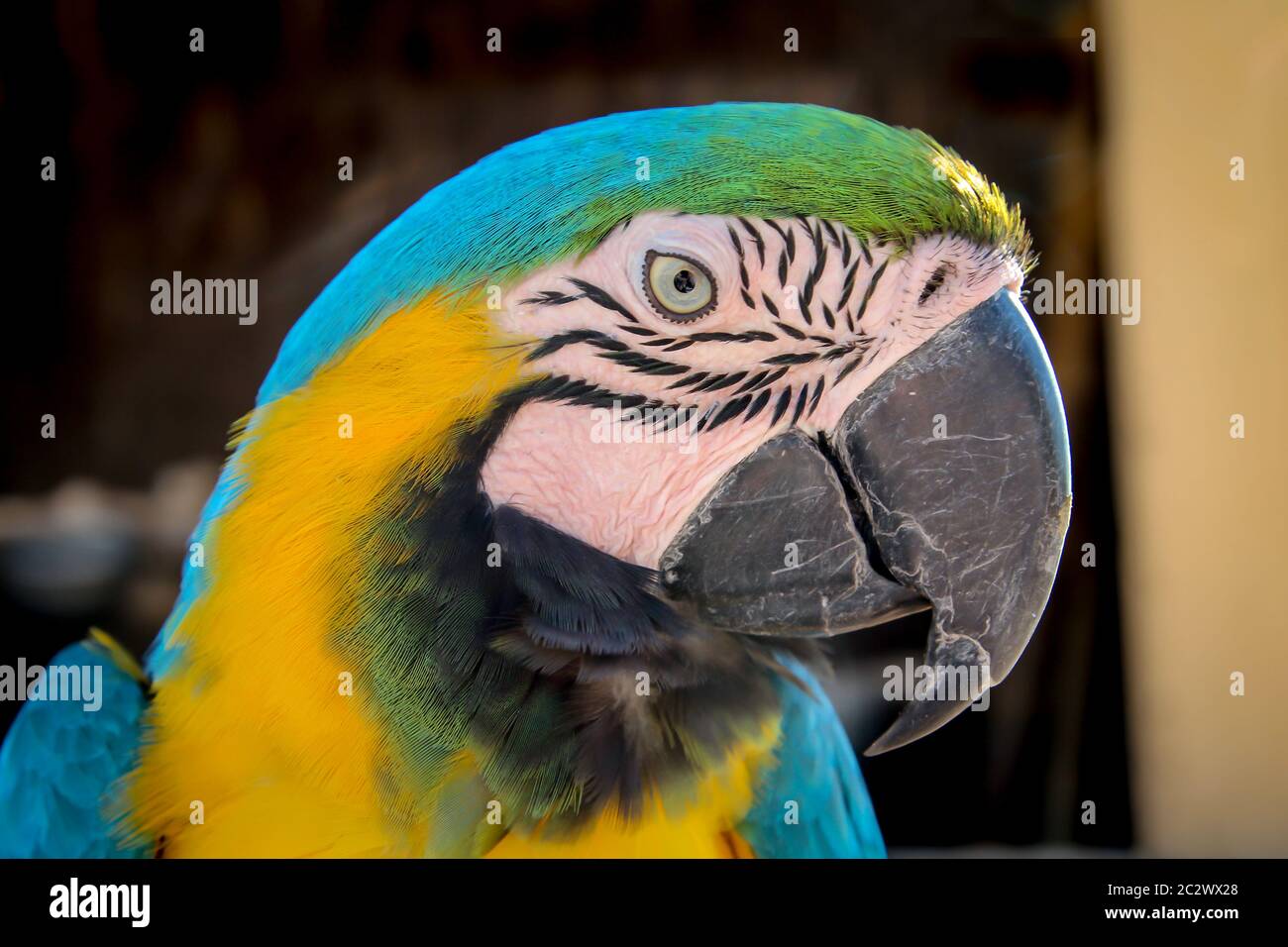 Portrait of a parrot, a blue yellow macaw Stock Photo