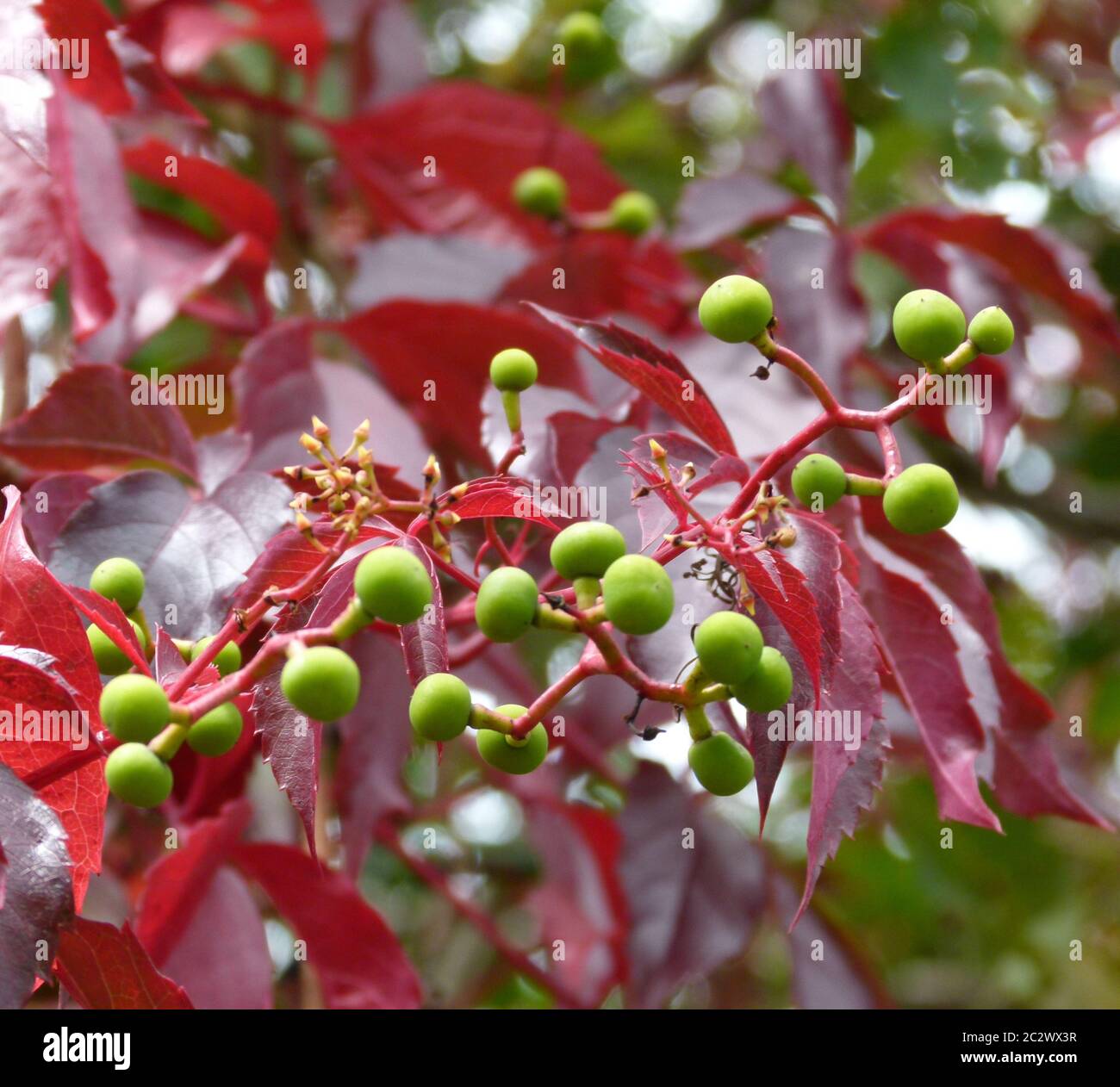 Shrub green leaves in hi-res stock photography and images - Alamy