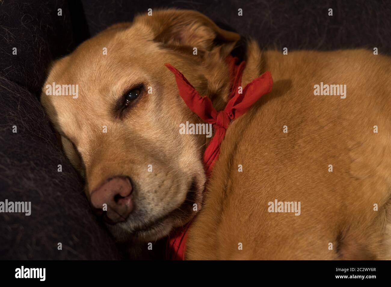 A labrador mixed-breed feels sleepy after a long walk. She can hardly open her eyes while looking at the photographer and is lying down comfortably. Stock Photo