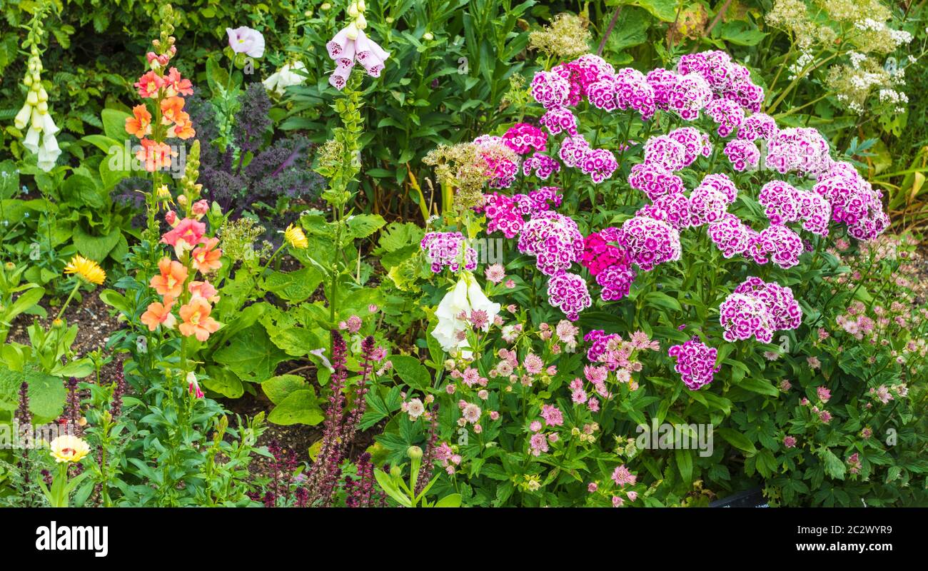 Sweet Williams and Wallflowers in Cottage Garden Setting at RHS Hyde Hall Gardens Stock Photo