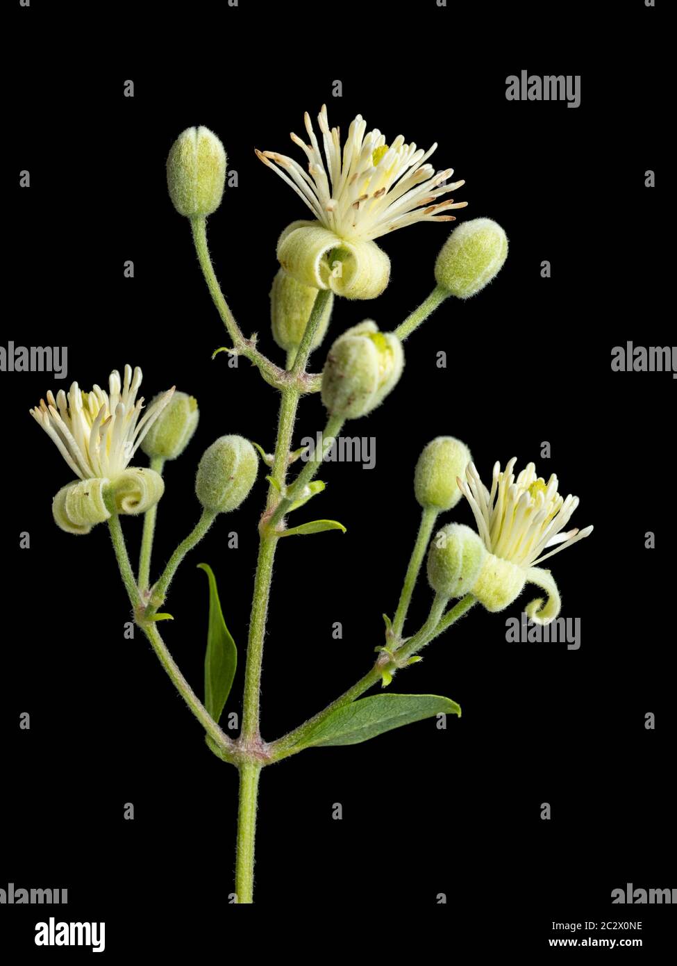 Early summer flowers of the UK climbing wildflower, Clematis vitalba, traveller's joy, on a black background Stock Photo
