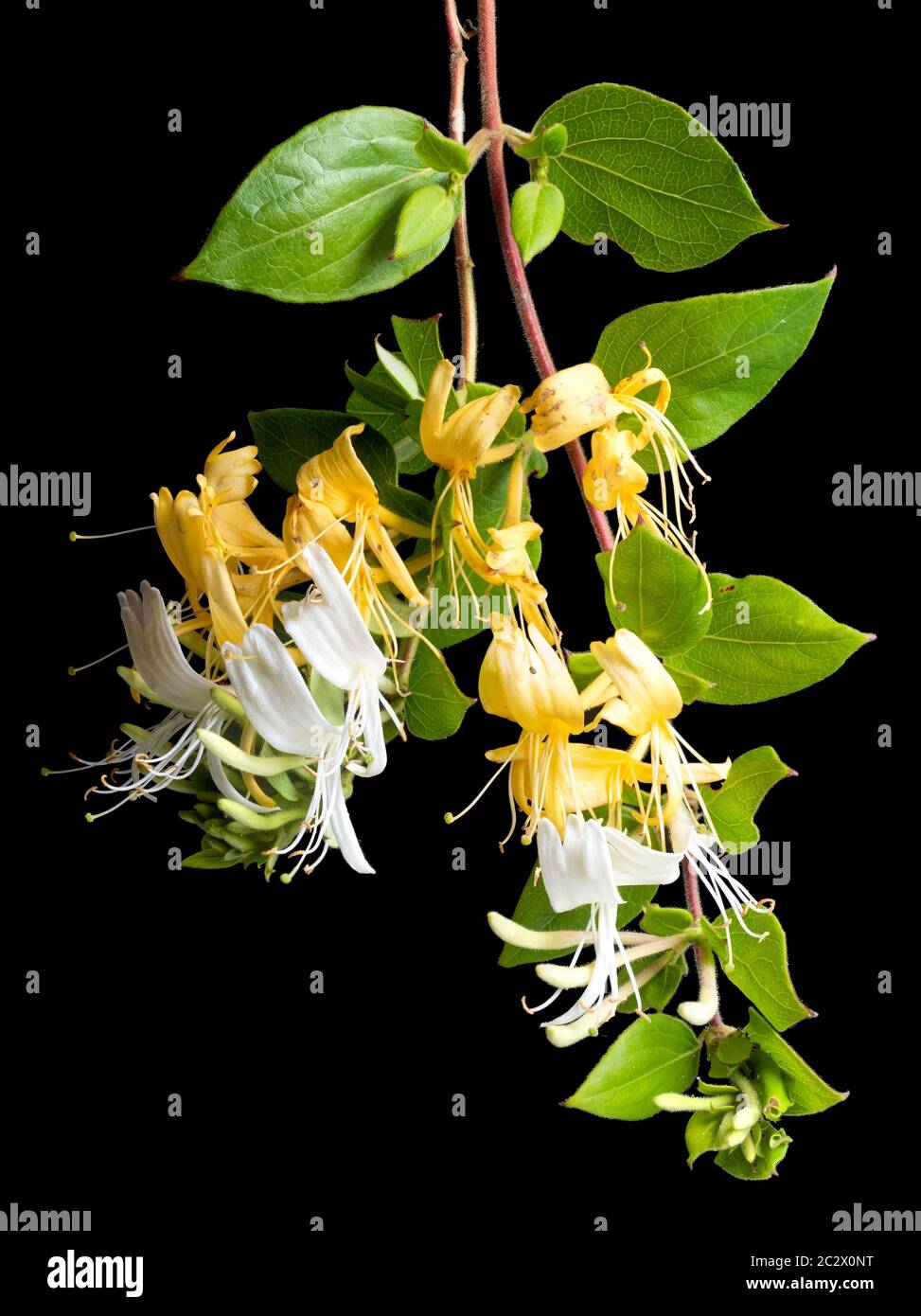 Yellow fertilised and white unfertilised flowers of the evergreen hardy climber, Lonicera japonica 'Hall's Prolific',Japanese Honeysuckle Stock Photo