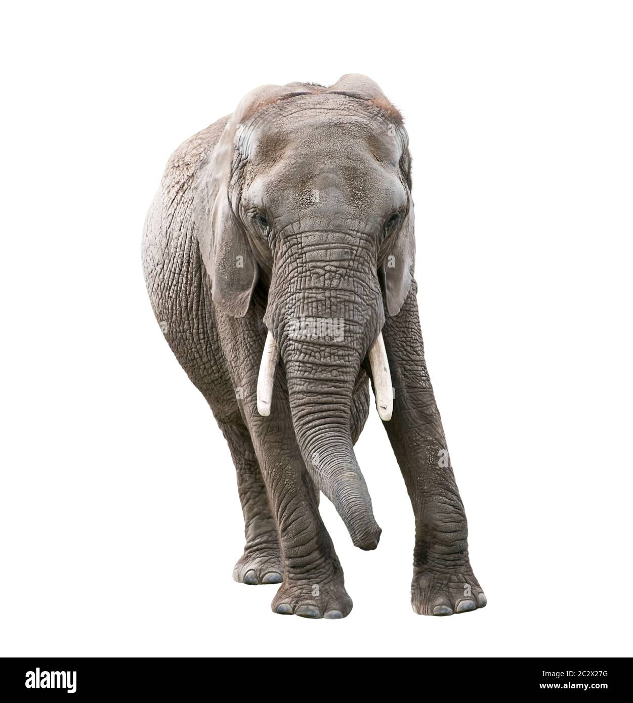 African Elephant isolated on white background Stock Photo - Alamy