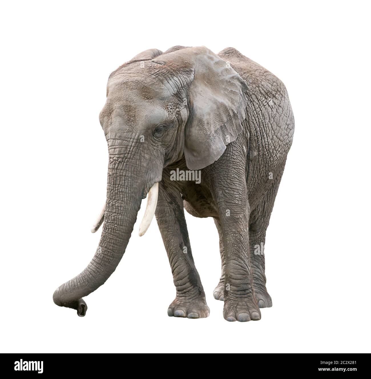 African Elephant isolated on white background Stock Photo - Alamy