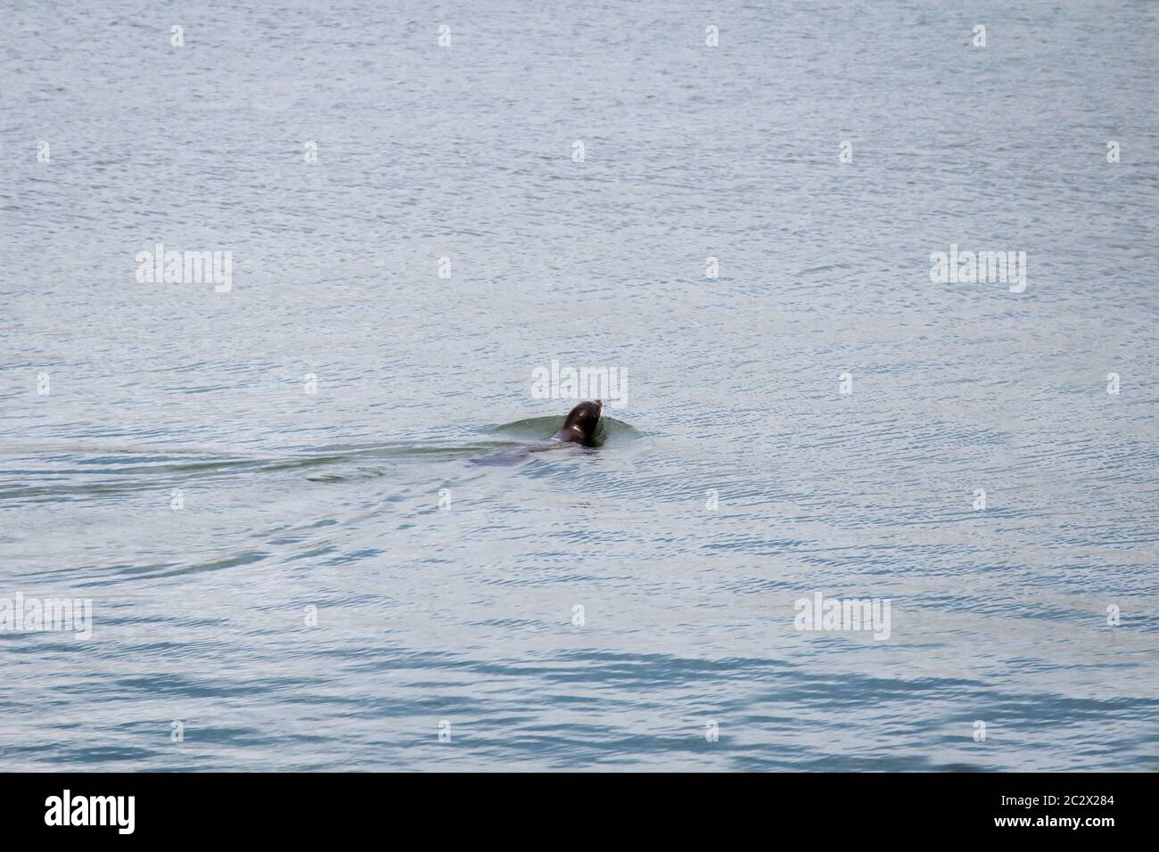 a seal, seal swimming in the harbor basin Stock Photo