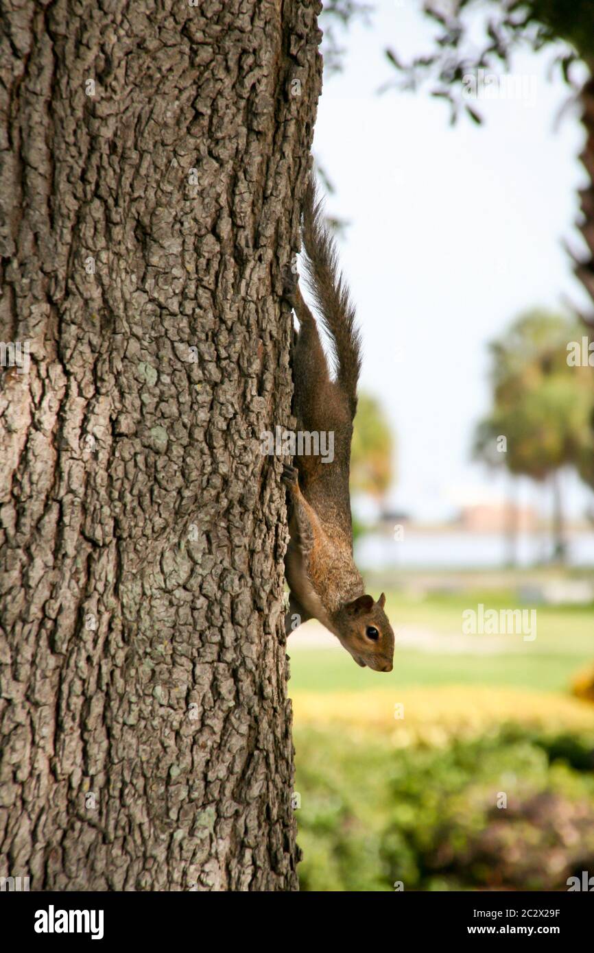 a squirrel climbs around a tree Stock Photo