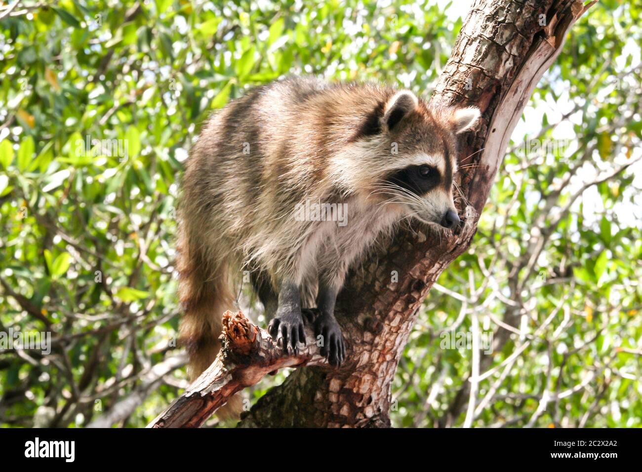 a raccoon sits on a mangrove tree in the Everglades Stock Photo