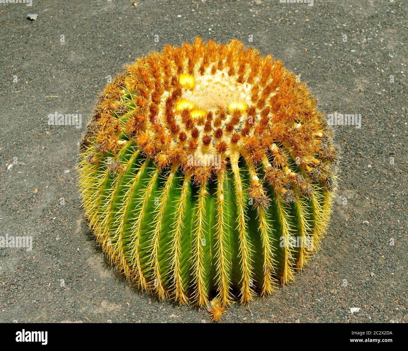 Golden barrel cactus Latin name Echinocactus grusonii Stock Photo