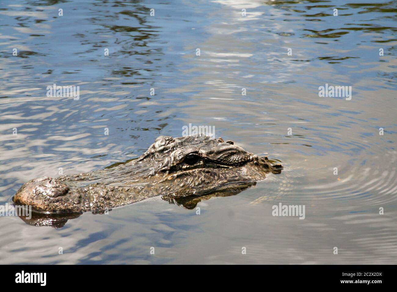 The head of an aligator in Florida's Everglades looks out of the water ...