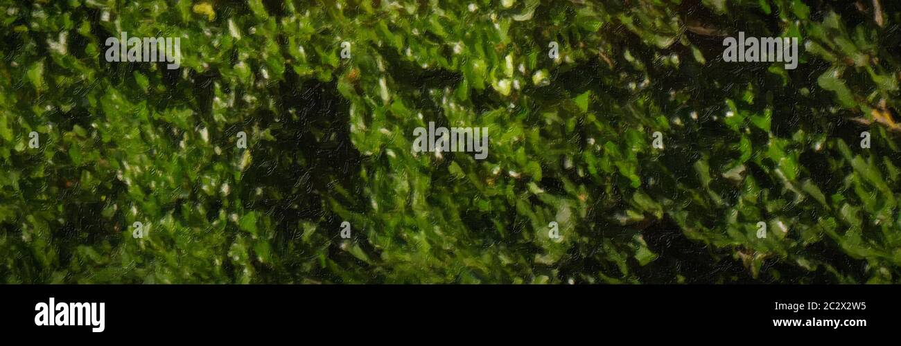 Digital effect impasto painting panoramic of leaves and foliage, green and blacks Stock Photo