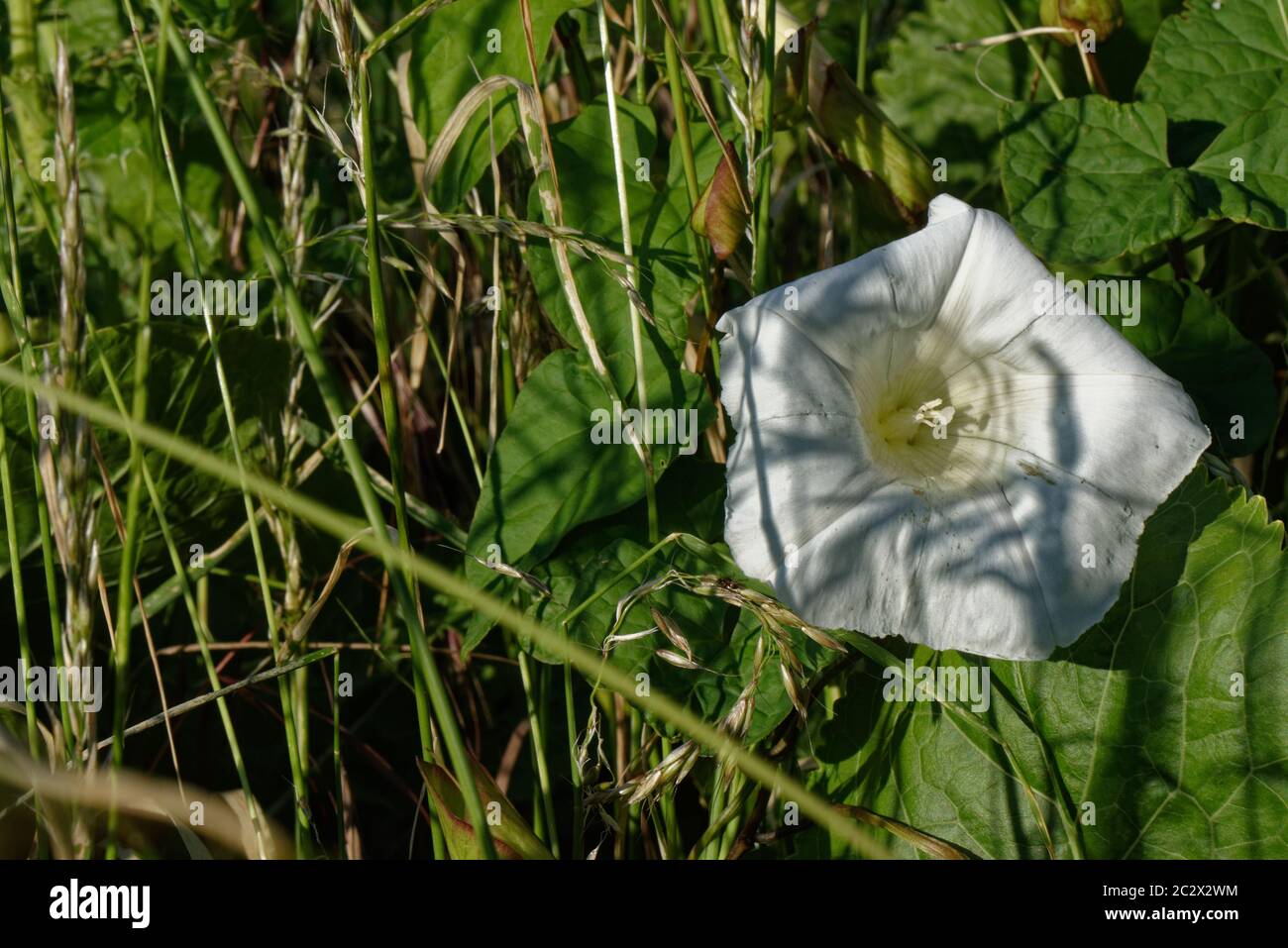 Hedge bineweed flower, typical UK 'weed' Stock Photo