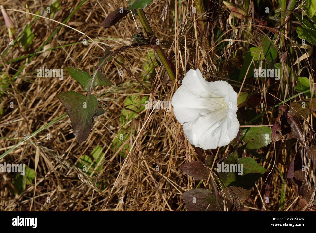 Hedge bineweed flower, typical UK 'weed' Stock Photo