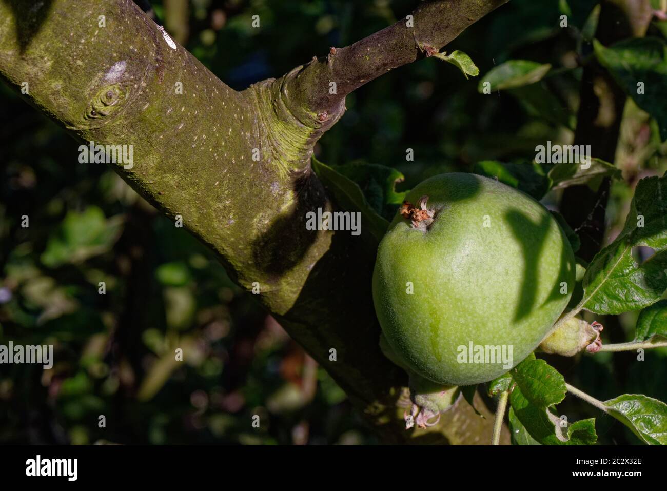 Close up of a maturing unripe green apple Stock Photo