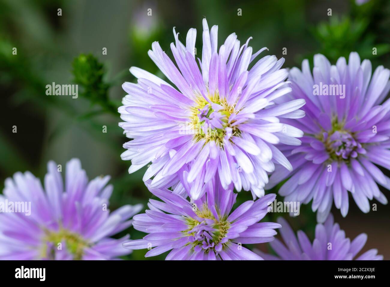 Purple Corn Marigold flower known as kapuru flower in sri lanka Stock