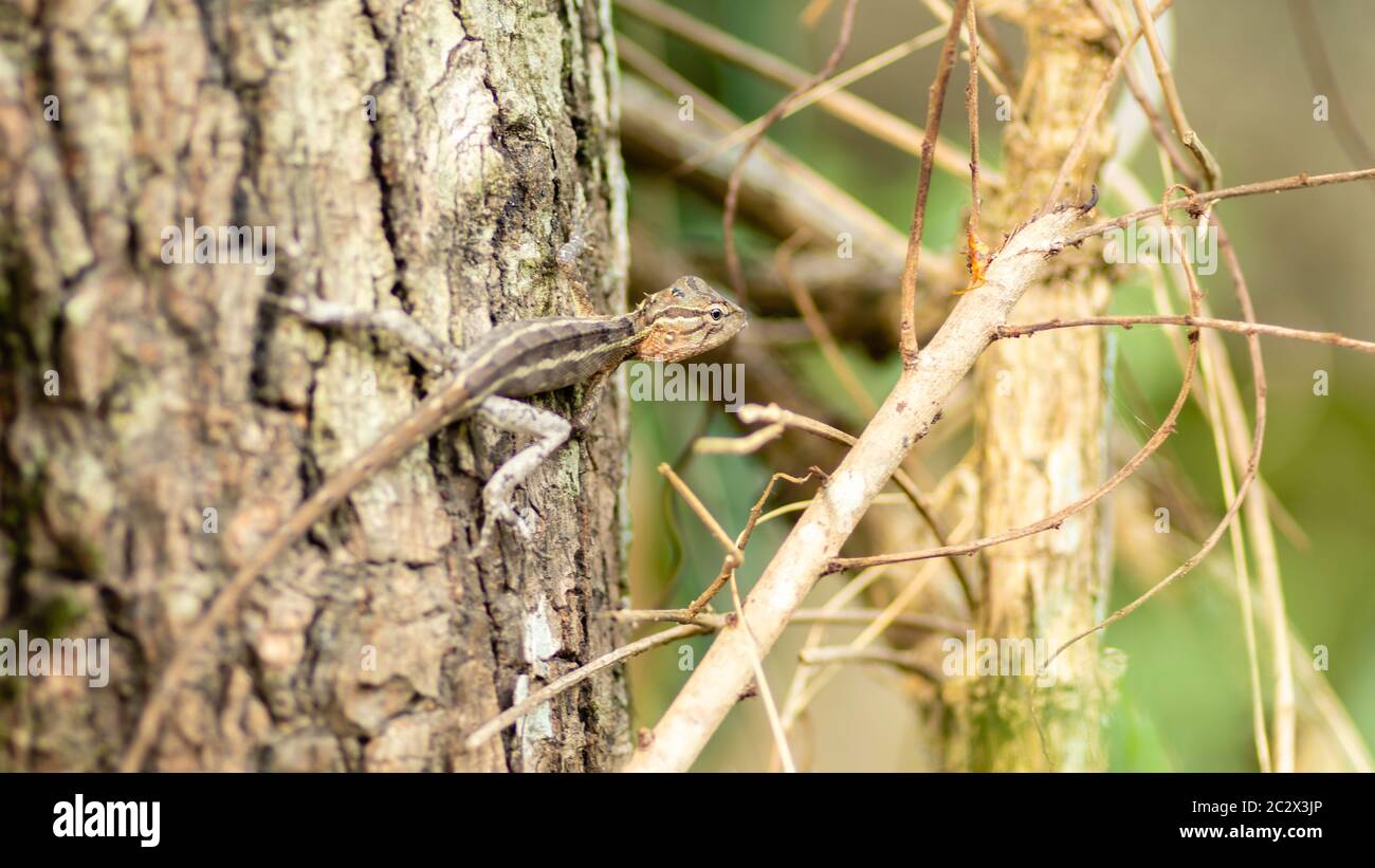 Endemic Agamid Lizard on tree close up Stock Photo