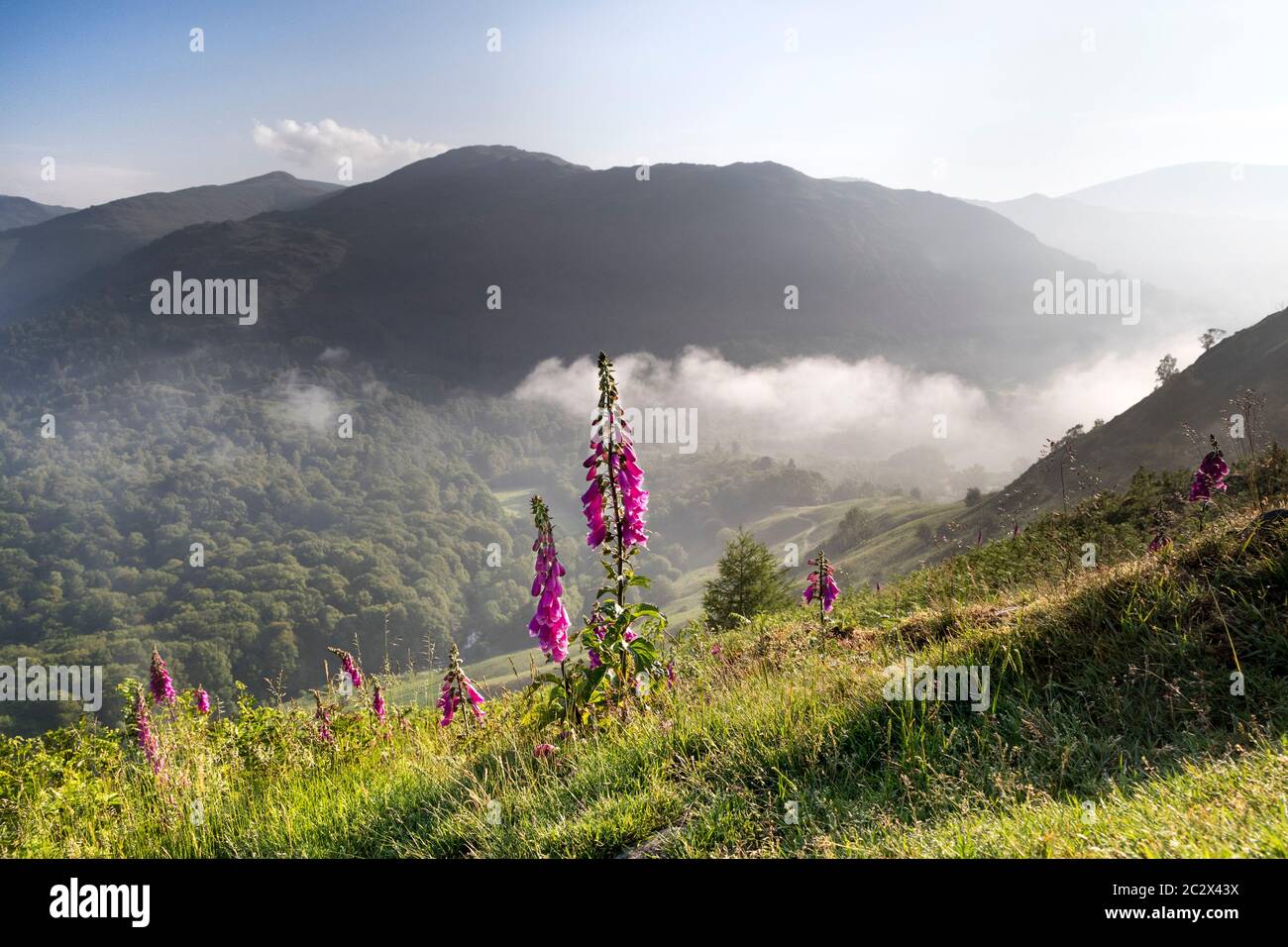 Foxglove Flowers Illuminated by Early Morning Light, Loughrigg Fell, Lake District, Cumbria, UK Stock Photo