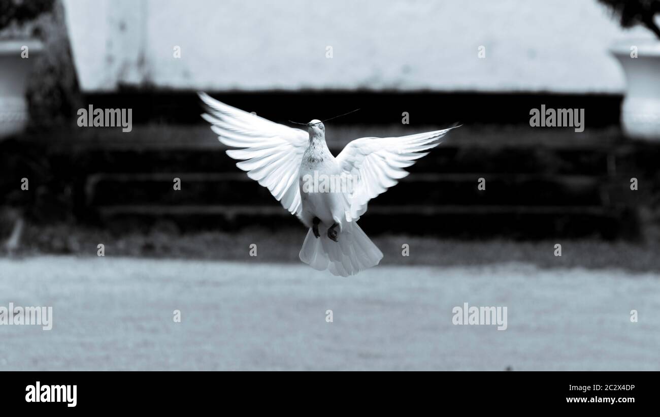 Black and white photograph of a pigeon "symbol of hope and peace" flying in low altitude Stock Photo
