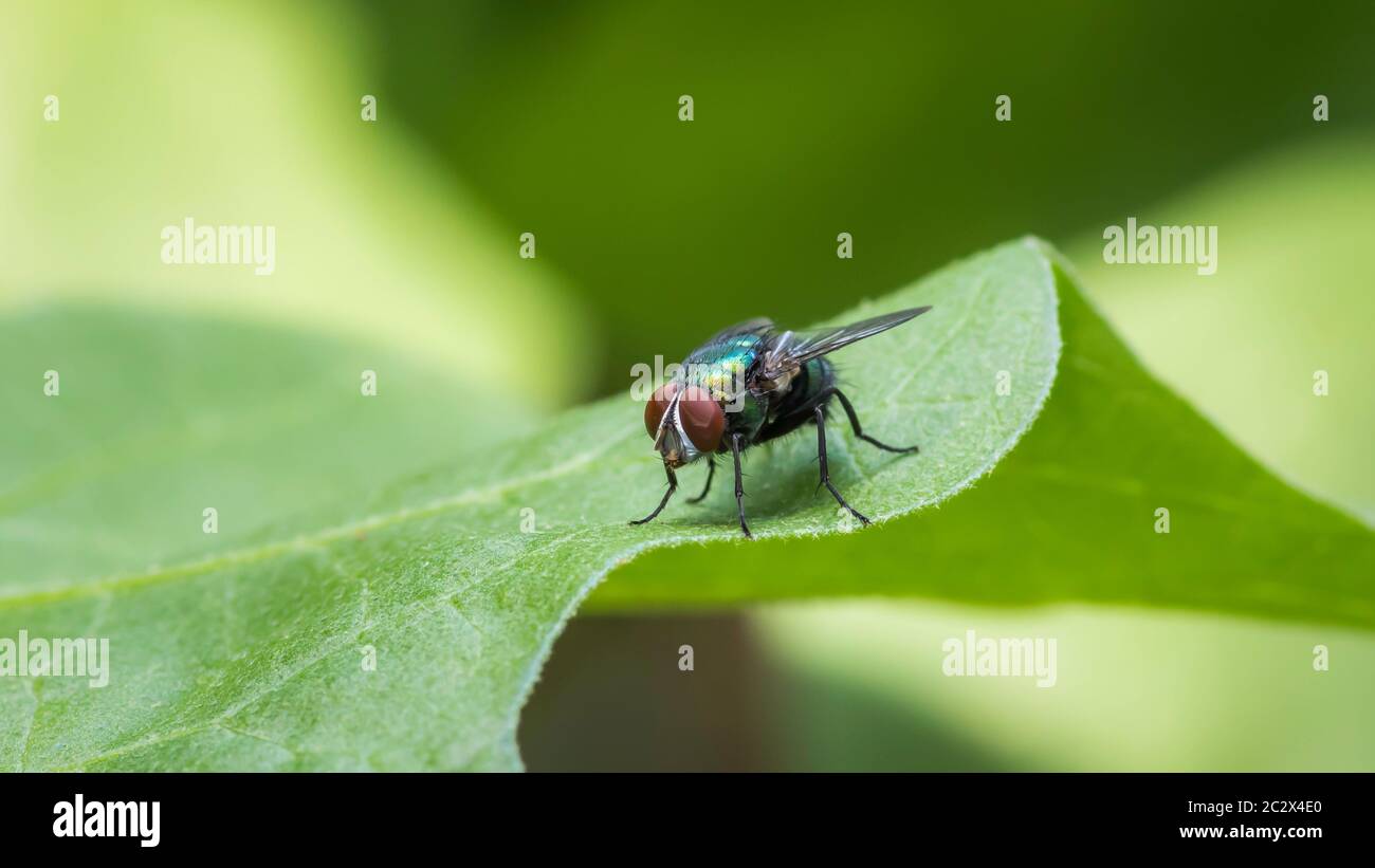 Green bottle fly on a leaf macro photograph Stock Photo - Alamy