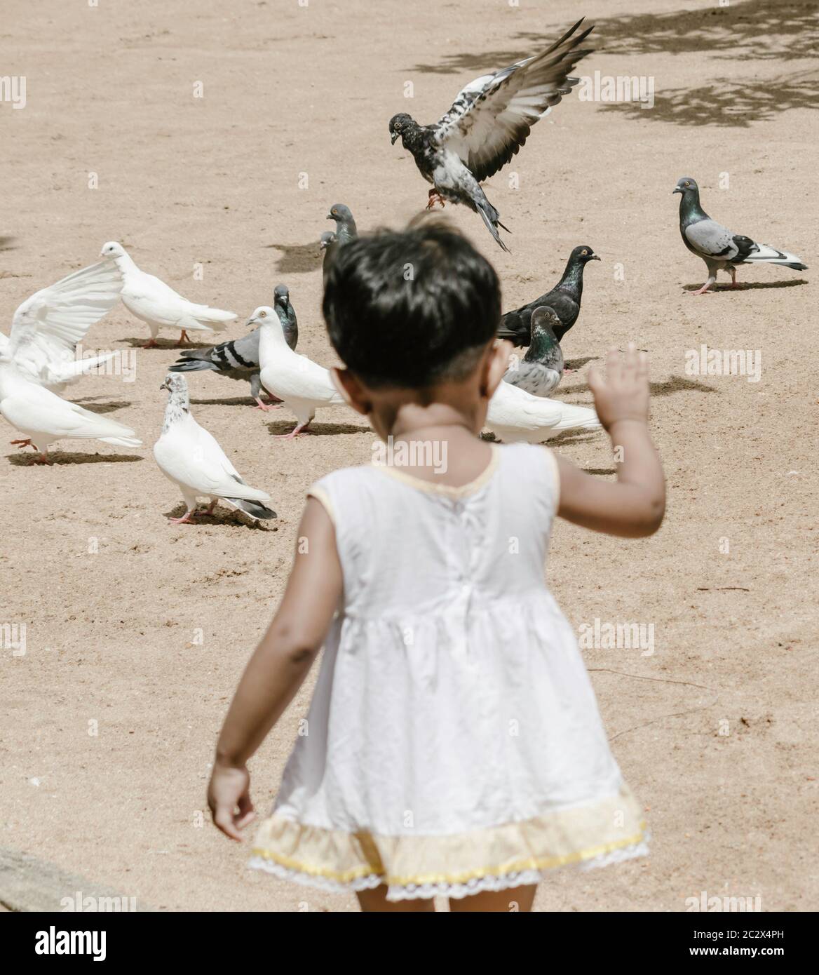 small kid playing with pigeons Stock Photo