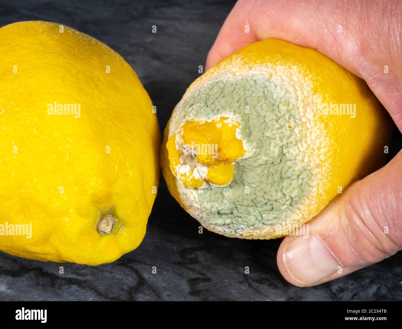 Closeup of a man’s hand around a whole unpeeled lemon going mouldy