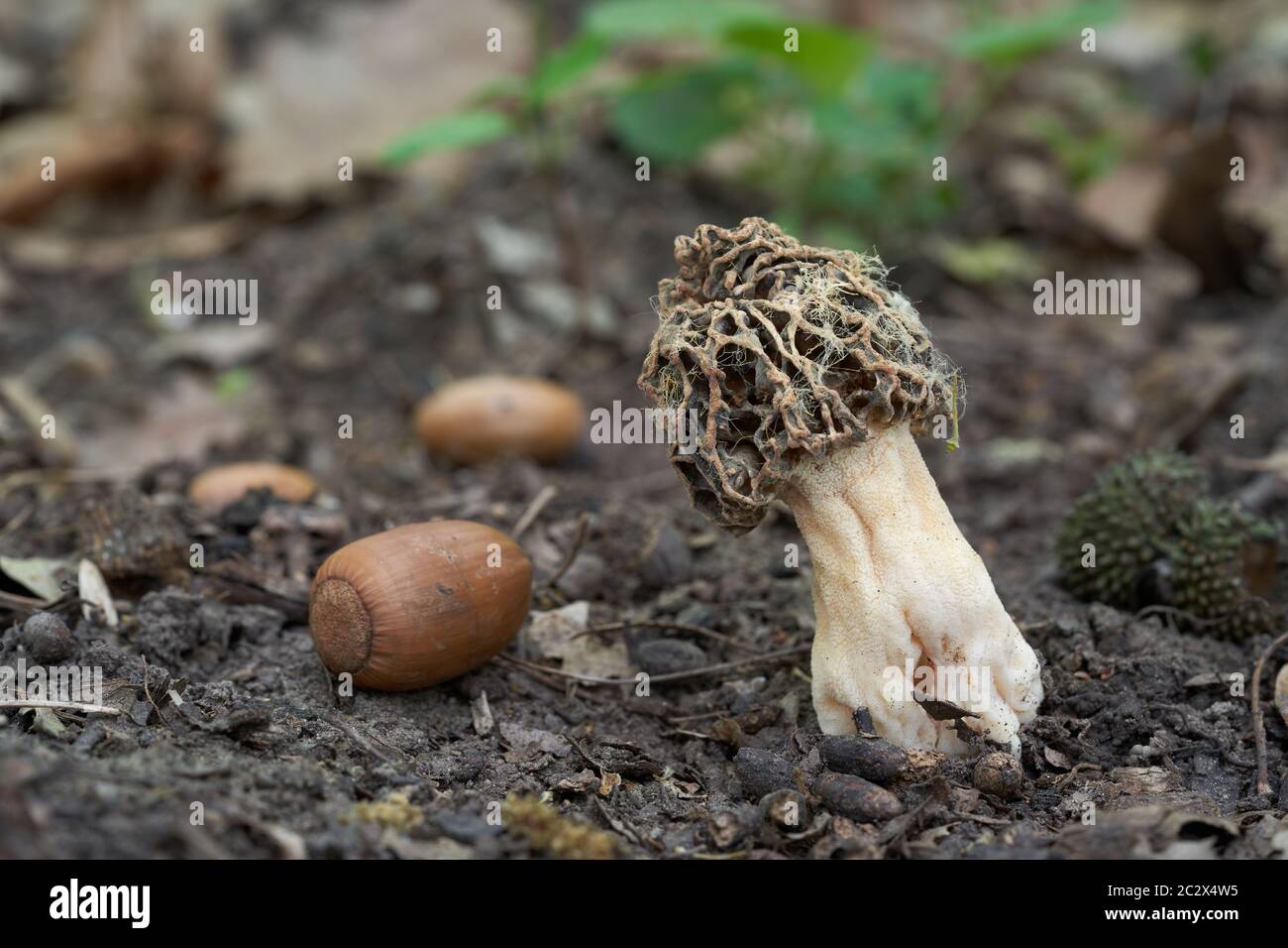 Edible mushroom Morchella esculenta in the floodplain forest. Known as