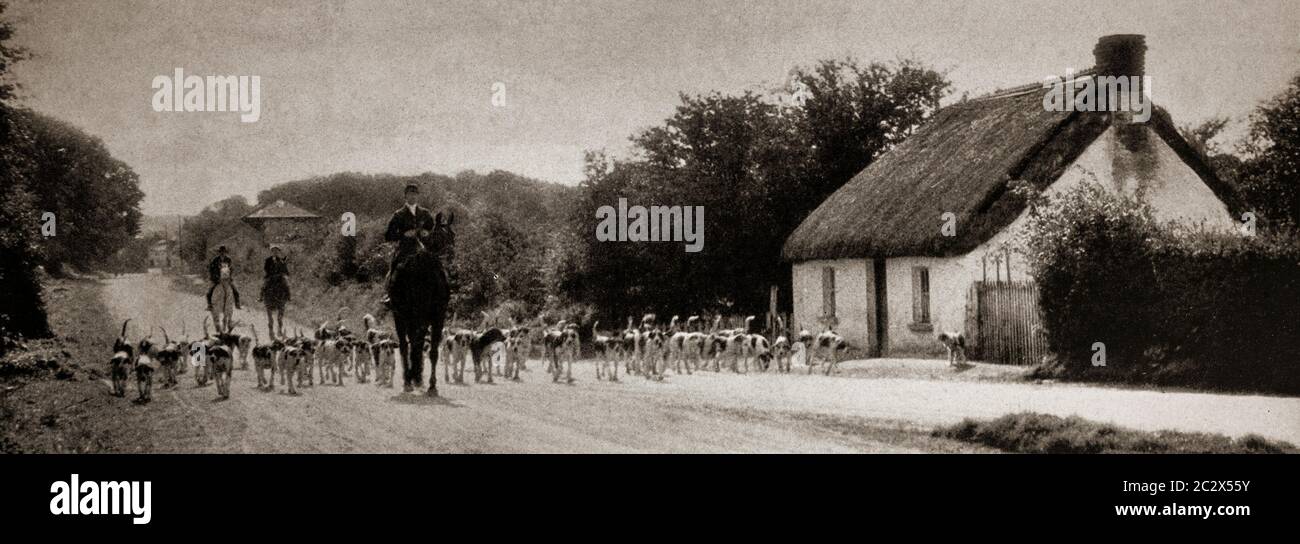 An early 1920's photograph of foxhounds returning to their kennels after a hunt near Ardee, County Louth, Ireland. Originally photographed by Clifton Adams (1890-1934) for 'Ireland: The Rock Whence I Was Hewn', a National Geographic Magazine feature from March 1927. Stock Photo