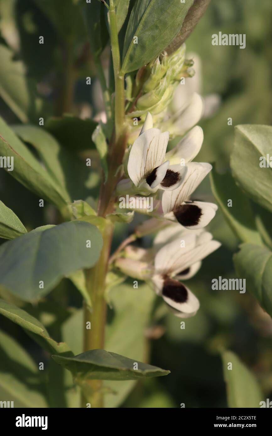 Broad bean flowers hires stock photography and images Alamy