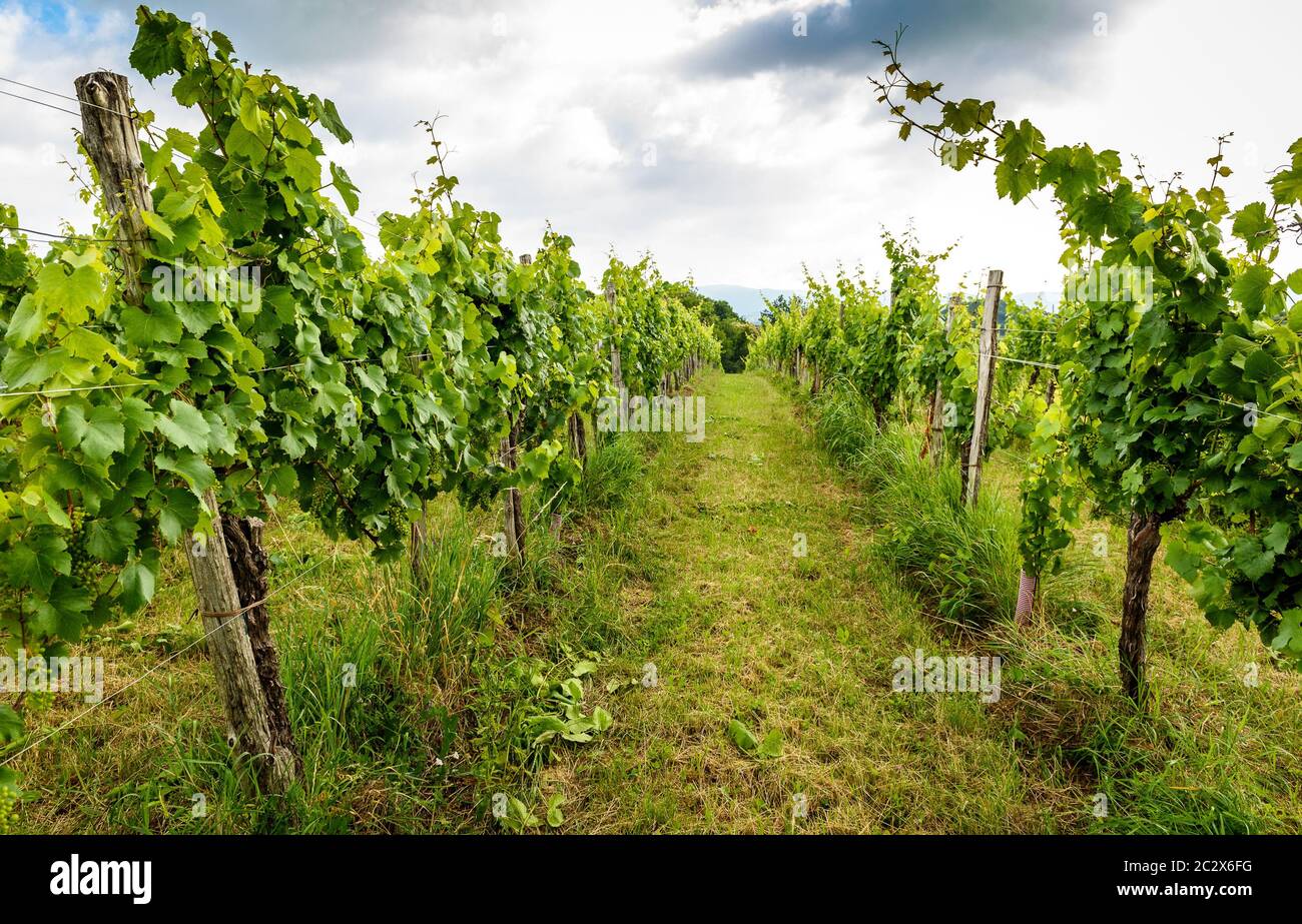 View of famous wine region Goriska Brda hills in Slovenia. Panoramic photo of vineyard rows and terrace of grapevine plants. Rural landscape photo of Stock Photo