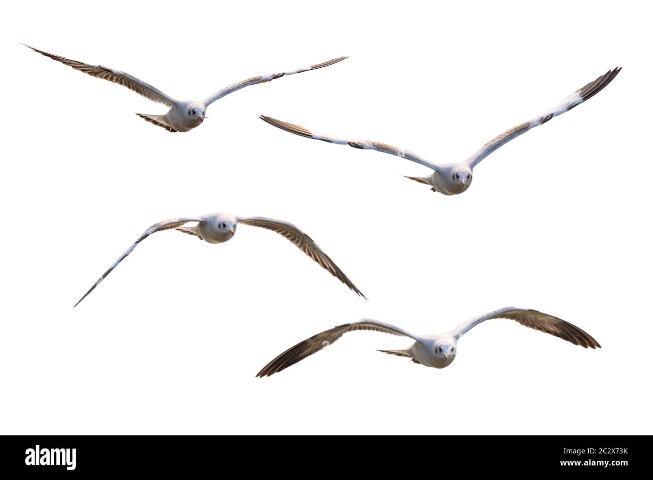 Four white seagulls flying Stock Photo