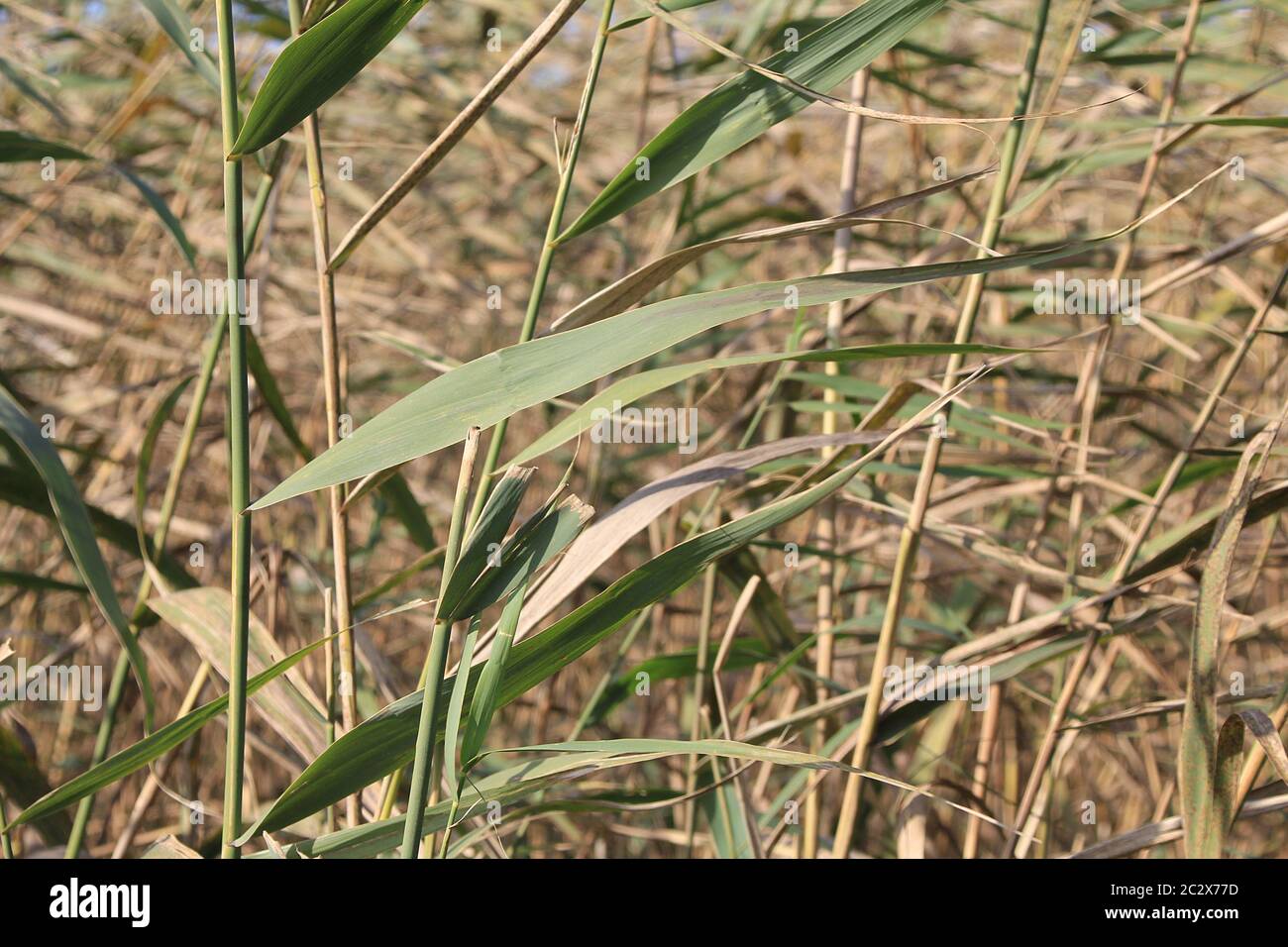 Flowering of southern common reed on a lake pond Stock Photo - Alamy
