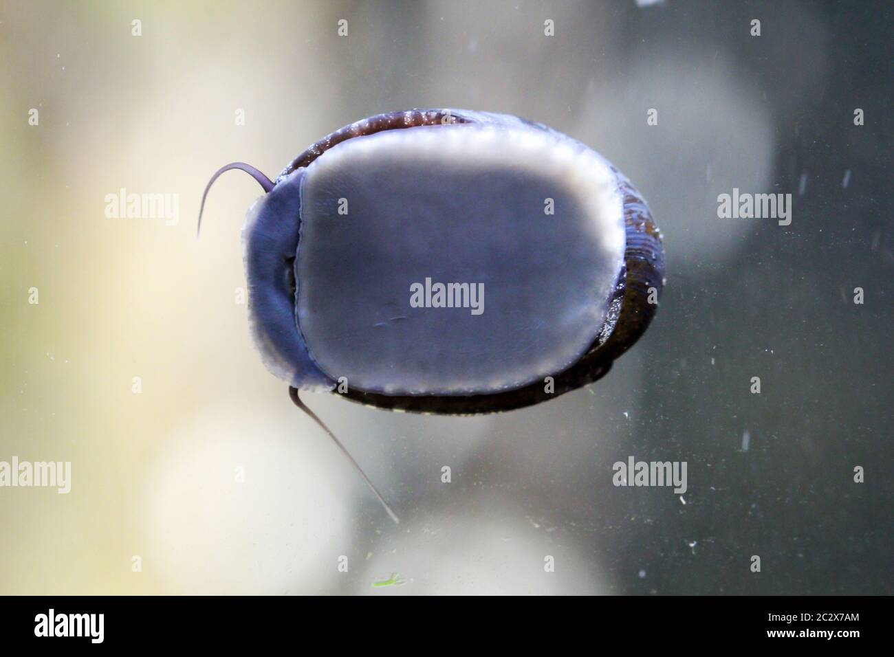 the Macro of an anthracite limpet Neritina pulligera in the aquarium Stock Photo